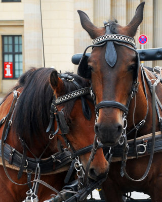 Horse Carriage