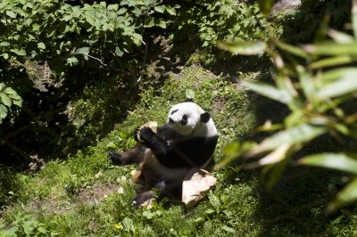 panda!