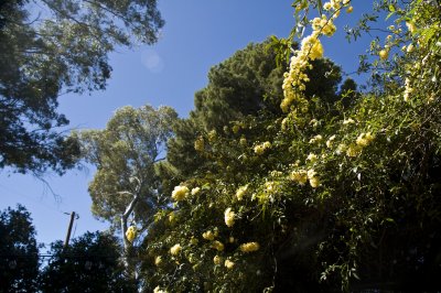 Tucson Botanical Gardens