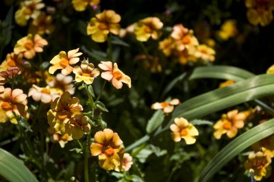 Tucson Botanical Gardens