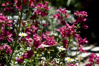 Tucson Botanical Gardens
