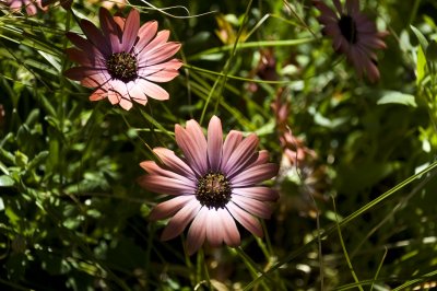Tucson Botanical Gardens