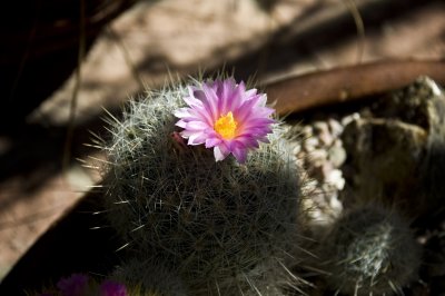 Tucson Botanical Gardens