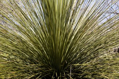Tucson Botanical Gardens