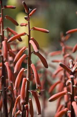 Tucson Botanical Gardens