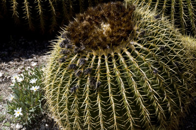 Tucson Botanical Gardens