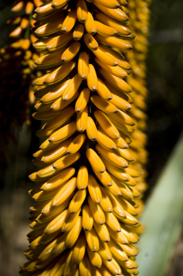 Tucson Botanical Gardens