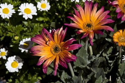 Tucson Botanical Gardens