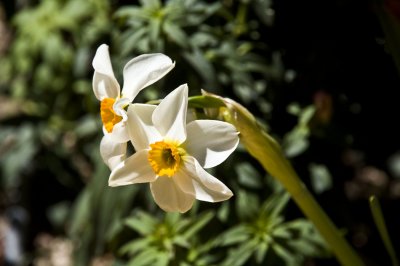 Tucson Botanical Gardens