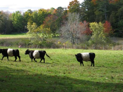 Belted Galloways grazing outside of Camden