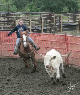 2005_06_12_cattle_penning
