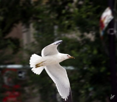 IMG_8726.JPG