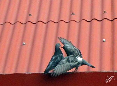 IMG_6042 Lovebirds