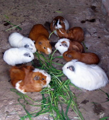 2008 Peru: Lunch - return from Puno