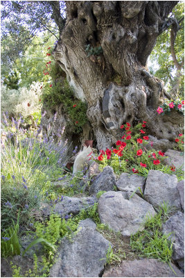 Olive Tree, Lavender & Petunias