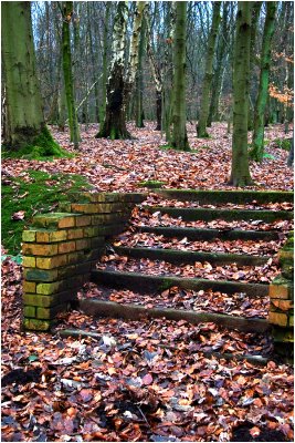 Steps and trees - Stoke Forest