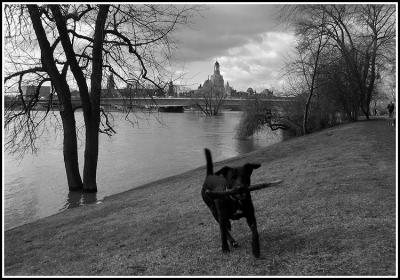 Dresden - Walk along the Koenigsufer