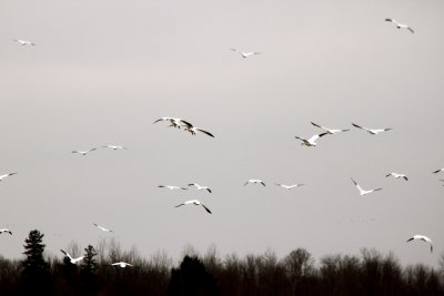 Canards et oies