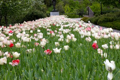 Les tulipes  Ottawa.JPG