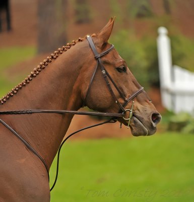The 94th Annual Aiken Horse Show 2010~Hitchcock Woods Foundation Aiken South Carolina