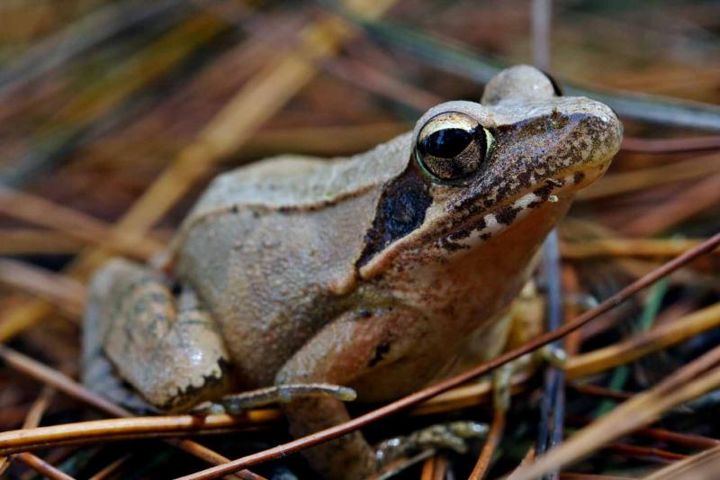 Unidentified frog