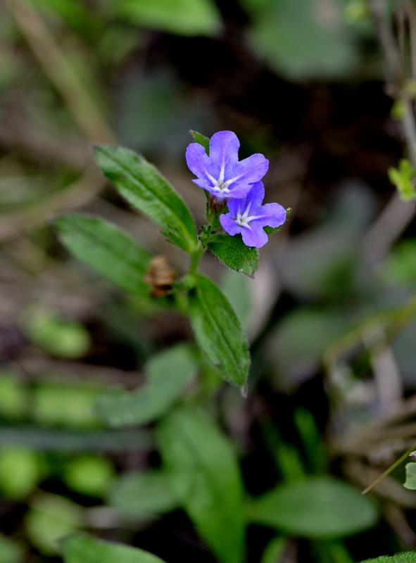 Blue flower, Wuling Mts, overlooking Ping Shan Po Village.