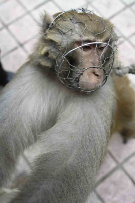 Monkey with wire muzzle.