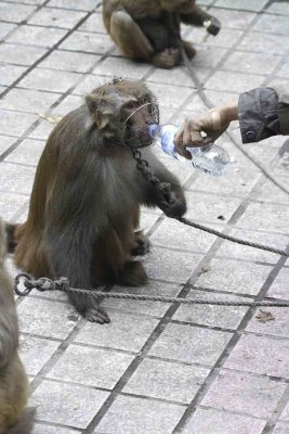Monkey with wire muzzle on head given water.