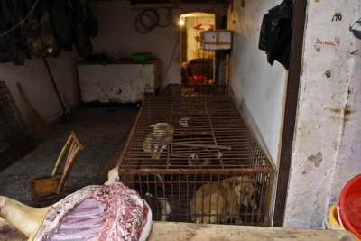 Caged dogs waiting to be slaughtered.