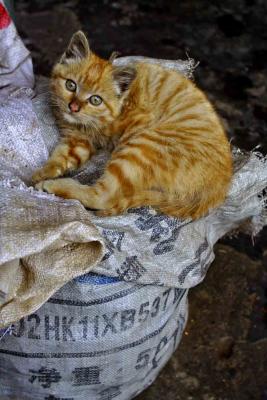 Orange Cat on bag.