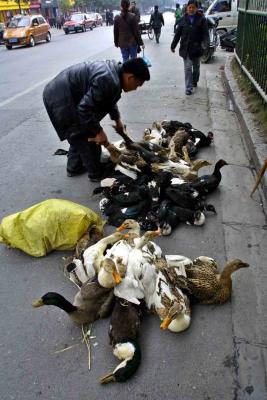 Moving ducks by their necks. Jishou City, China.