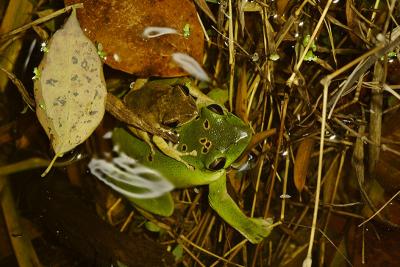 Tree frogs during Spring rains. Jishou City area, Hunan Province, China