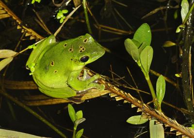Tree frog during Spring rains.