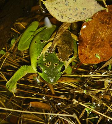 Pair of tree frogs in a pond. Jishou City area, Hunan Province, Wuling Mountains, China