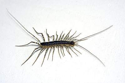 1. Centepede 