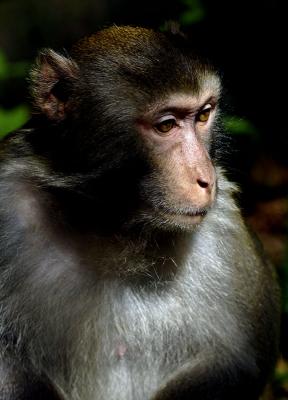 Male rhesus monkey, Macaca mulatta, family Cercopithecidae. Zhangjajie National Forest Park in Hunan Province, China