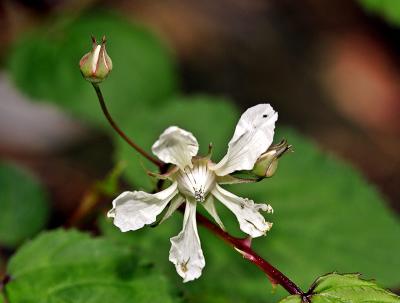 g3/14/637114/3/58917613.Flowerandbud_1209.jpg