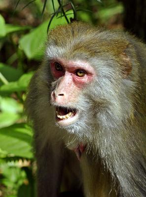 Female rhesus monkey.
