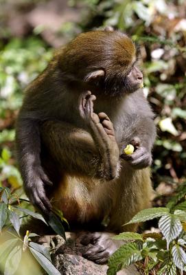 Got an itch? Itch it! Rhesus monkey.