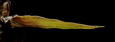 Bamboo leaf