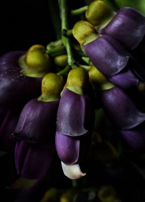 Flower of a legume, Jishou City area, Hunan Province, Wuling Mts, China