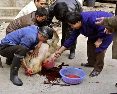 Slaughter of pigs, Yuan Kou, Guizhou Province, China.  **Graphic**