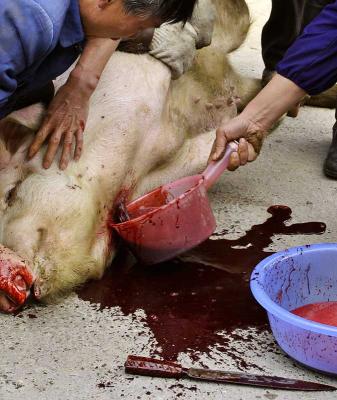 Pig slaughter. Yaun Kou, Guizho Province, China