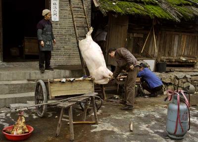 Pig hanging during slaughter.