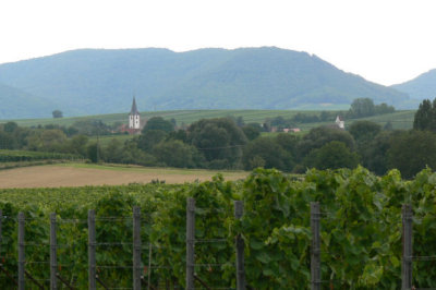 Pfalz/vineyards