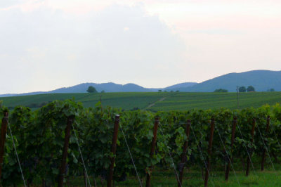 Pfalz/vineyard