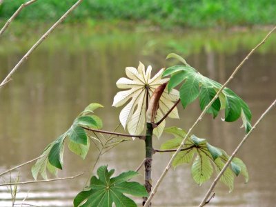 Peru 2008 - 1 1153.JPG