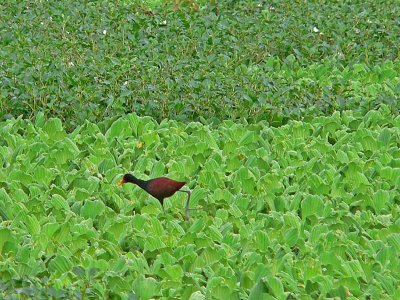 Peru 2008 - 1 1161.JPG