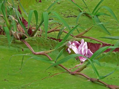 Peru 2008 - 1 1192.JPG