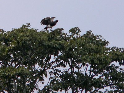 Peru 2008 - 1 1215.JPG